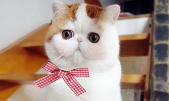 猫的年龄怎么计算出来
