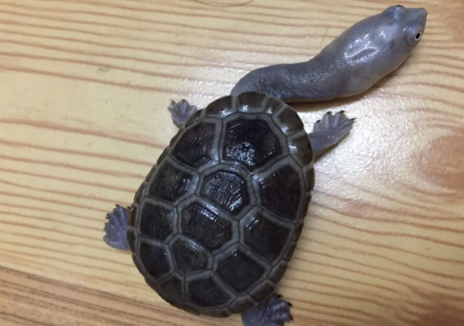 长颈龟雌雄怎么辨别?我来教你方法! 长颈龟雌雄怎么辨别?我来教你方法!