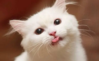 猫咪呕吐之后应该吃什么东西