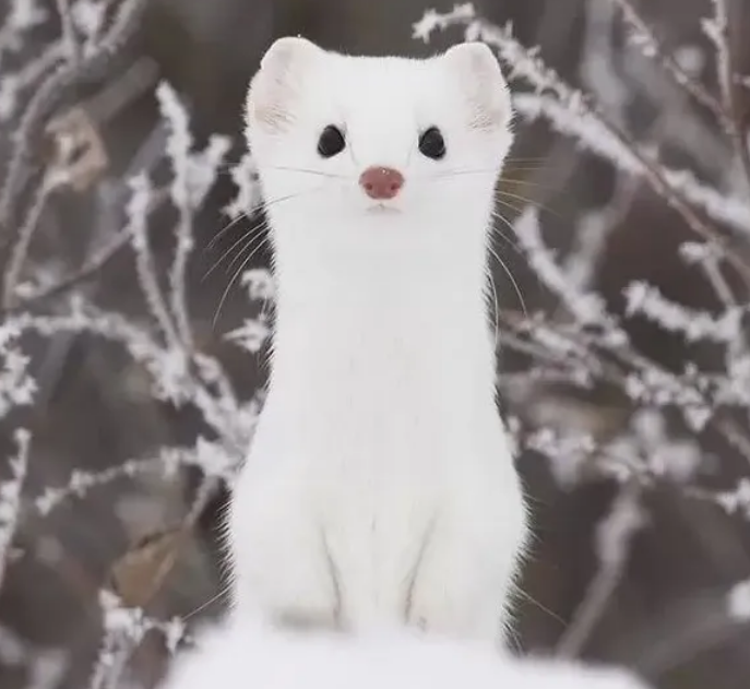 雪貂可以当宠物养吗
