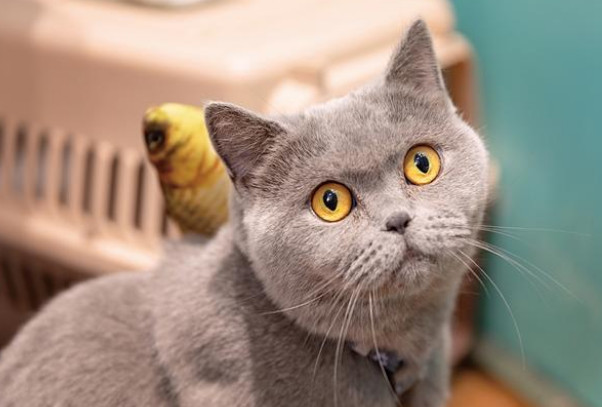 猫不好好吃饭是什么原因造成的