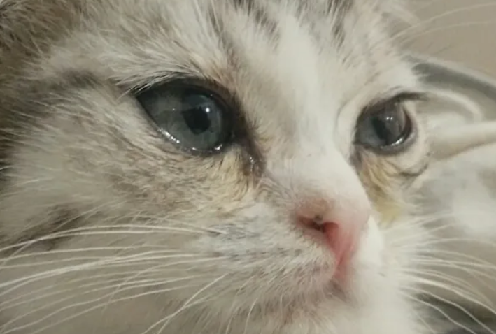 猫咪流泪有眼屎泪痕怎么办吃什么药 猫咪流泪有眼屎泪痕怎么办吃什么药