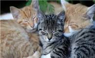中国十大禁养猫