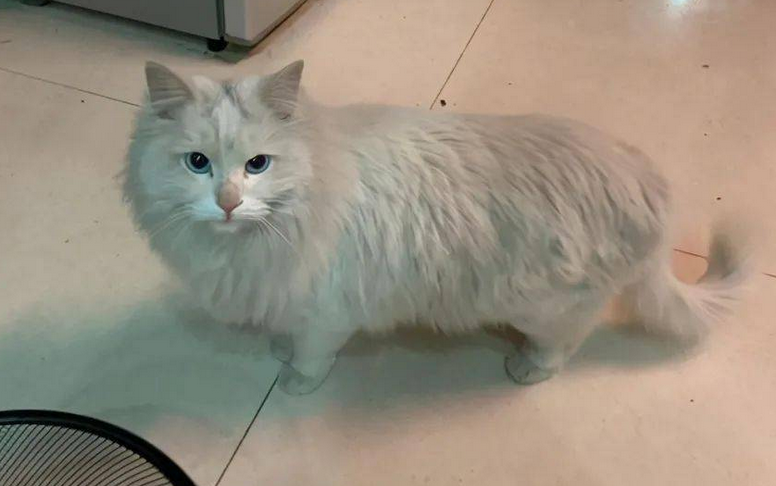 布偶猫卖给宠物店多少钱 布偶猫卖给宠物店多少钱