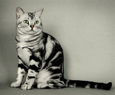 做了绝育手术后的猫咪还会发情吗 做了绝育手术后的猫咪还会发情吗