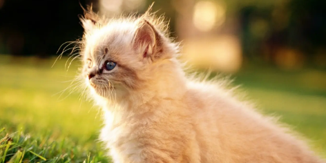 猫咪驱虫药要连吃三天吗还是两天