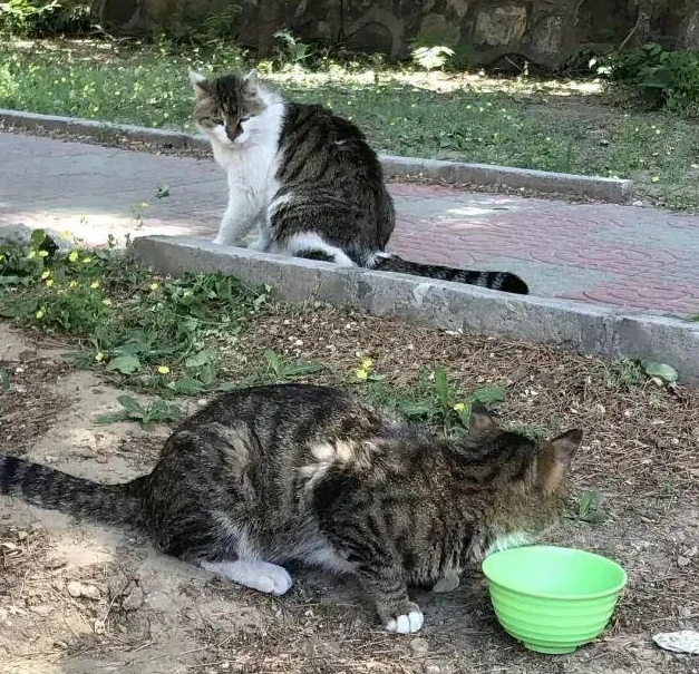 顶级渣猫:外面浪了一辈子,老了知道回家了 顶级渣猫:外面浪了一辈子,老了知道回家了
