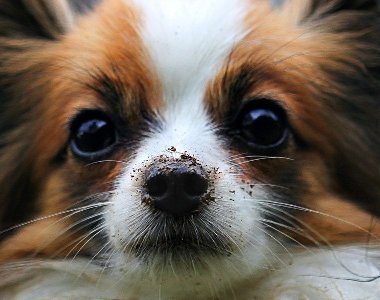 蝴蝶犬串串好养吗,蝴蝶犬优缺点分析 蝴蝶犬串串好养吗,蝴蝶犬优缺点分析