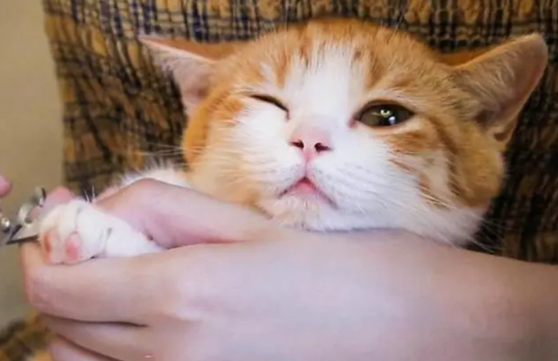 给猫咪吃猪肝是吃生的还是蒸熟给他吃 给猫咪吃猪肝是吃生的还是蒸熟给他吃