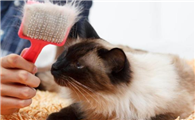 猫吃完化毛膏就吐怎么回事