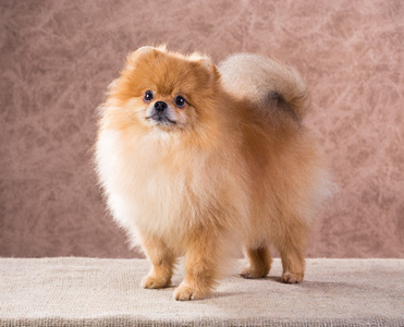 博美犬瘟症状前兆是什么 博美犬瘟症状前兆是什么