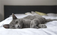 小公猫一年会闹几次猫