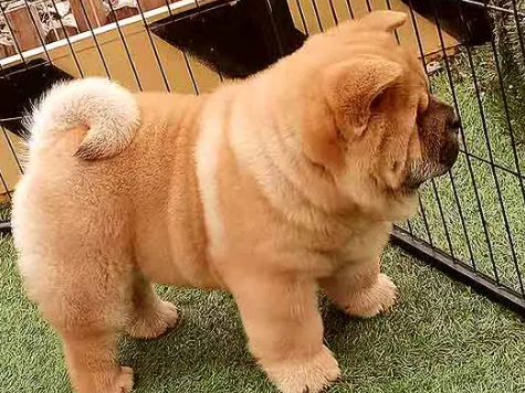 国内著名的松狮犬舍-宠物网
