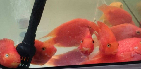 鹦鹉鱼鼻子上有白粉刺