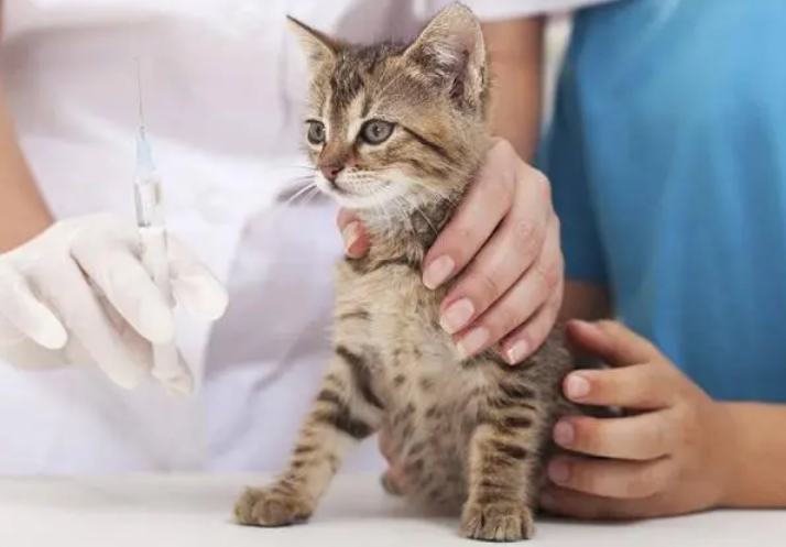 猫一定有狂犬病毒吗会传染吗 猫一定有狂犬病毒吗会传染吗