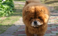 松狮犬最大能长到多少斤