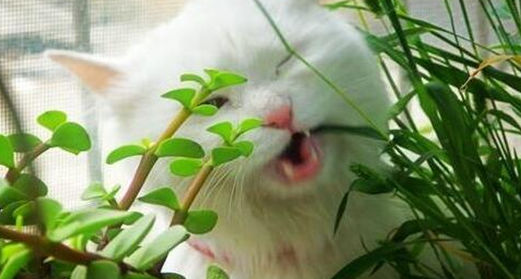 猫咪吃草是什么原因引起的