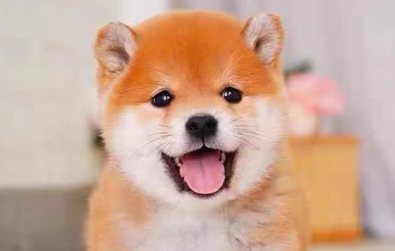 柴犬价格多少钱一只 柴犬价格多少钱一只