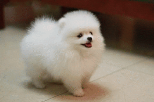 博美能吃荔枝吗怎么吃 博美能吃荔枝吗怎么吃