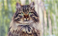 猫见红后一直不生产怎么办呢