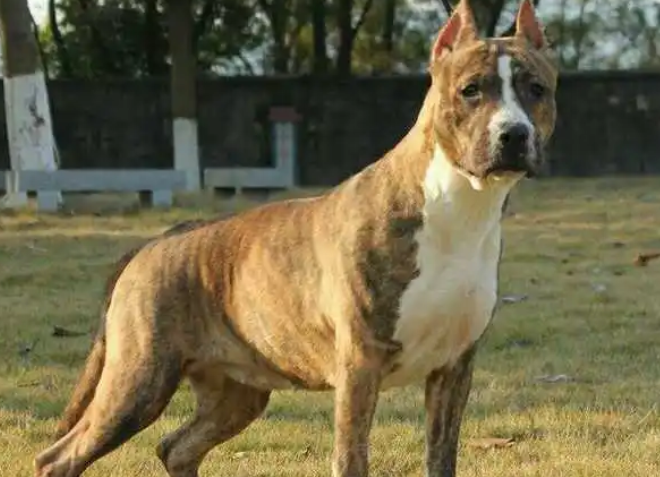 斯塔福犬战斗力怎么样 斯塔福犬战斗力怎么样