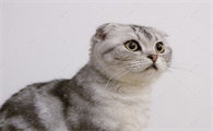 猫养多久可以确定没有狂犬病