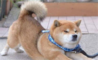 柴犬耐寒程度多少度