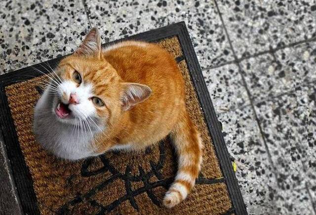 半夜2点猫叫必须注意 半夜2点猫叫必须注意