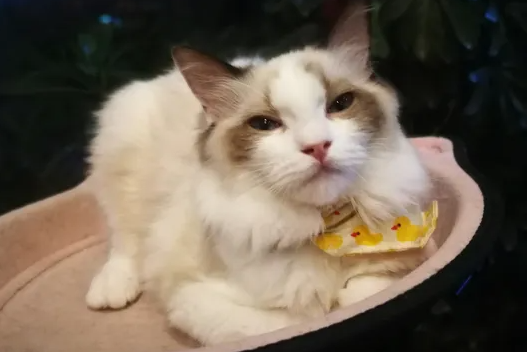 猫咪在车上一直吐舌头呼吸急促怎么办 猫咪在车上一直吐舌头呼吸急促怎么办