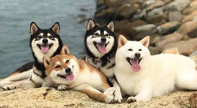 柴犬哪里可以出售
