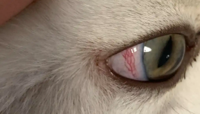 猫咪眼睛红红的怎么回事儿