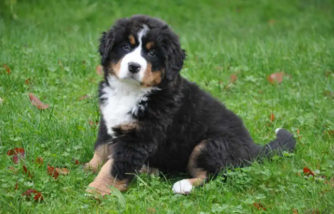 伯恩山犬哪里有卖的 伯恩山犬哪里有卖的