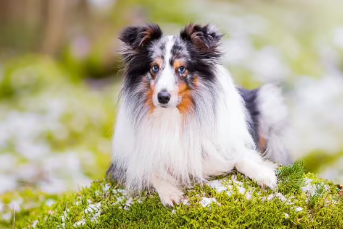 想要饲养喜乐蒂牧羊犬，首先要了解它们优缺点~