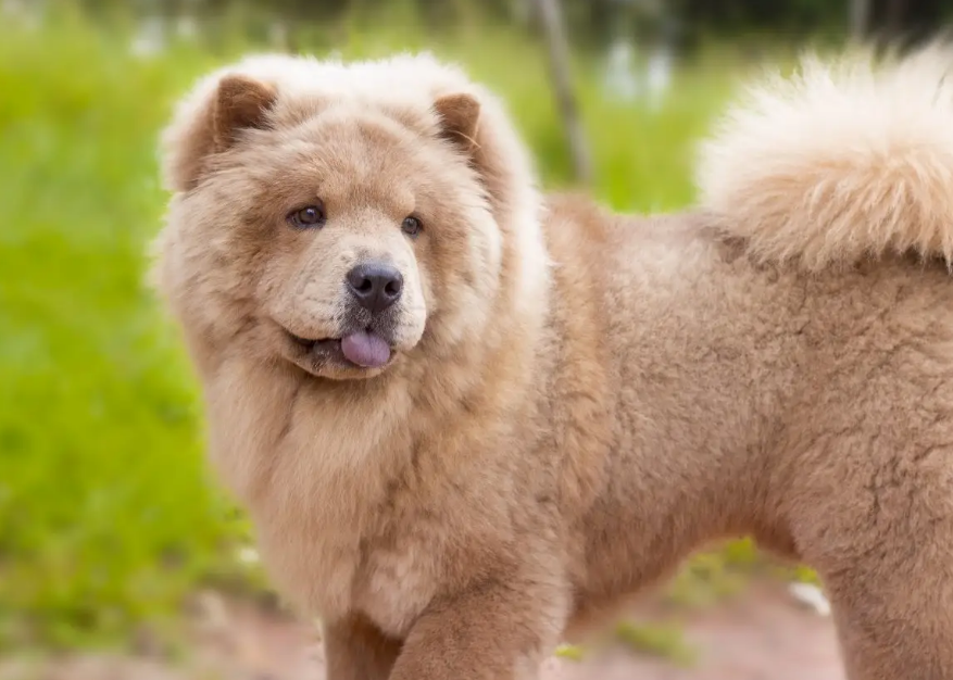 松狮犬属于什么犬类