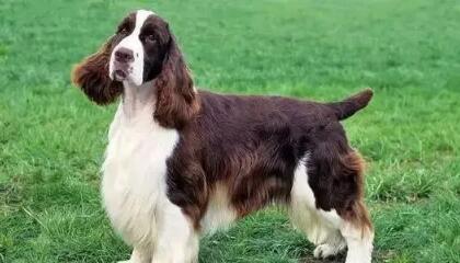 查理王小猎犬和史宾格的区别