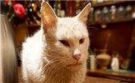 猫咪耳朵烫烫的是怎么回事
