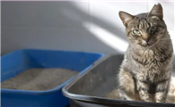 如何快速让猫咪学会上厕所