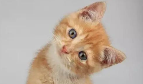 猫乳头周围有黑色的小点点是什么