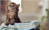猫可以吃葡萄吗?为什么