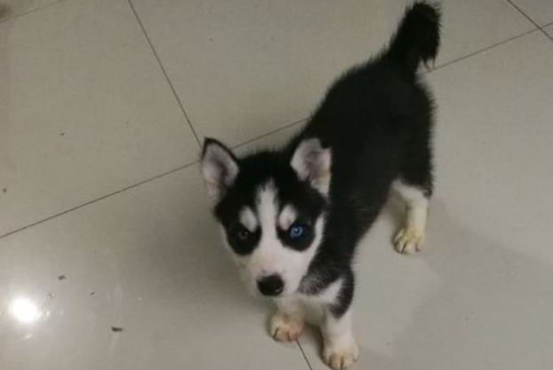狗狗腿骨折一般得恢复多久能正常走路