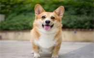 柯基犬和比格犬哪一个好养