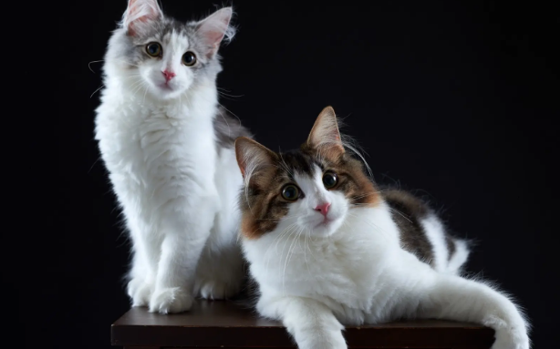 毛孩子受伤先别慌,关于宠物猫受伤的三个处理方法你一定要码住 毛孩子受伤先别慌,关于宠物猫受伤的三个处理方法你一定要码住