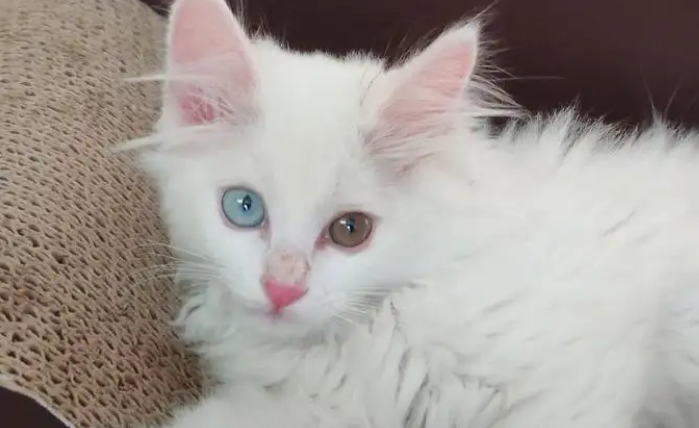 怎么分辨幼猫是狮子猫了 怎么分辨幼猫是狮子猫了