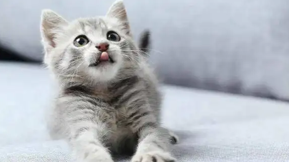 夏天生小猫母猫太热怎么办 夏天生小猫母猫太热怎么办