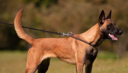马犬你了解多少?快来看看马犬是中型犬还是大型犬? 马犬你了解多少?快来看看马犬是中型犬还是大型犬?
