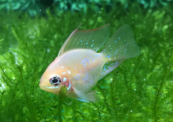 美人鱼是个吃货?电光美人鱼:扶我起来,我还能再吃! 美人鱼是个吃货?电光美人鱼:扶我起来,我还能再吃!