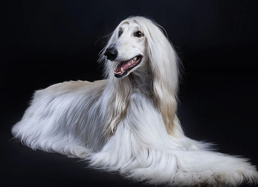 阿富汗猎犬为什么笨