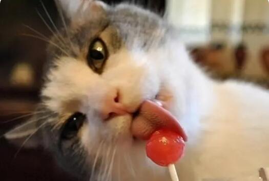 猫消化不良怎么解决吃什么药 猫消化不良怎么解决吃什么药