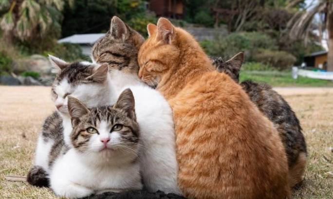猫身上有跳蚤可以把毛剃光吗 猫身上有跳蚤可以把毛剃光吗