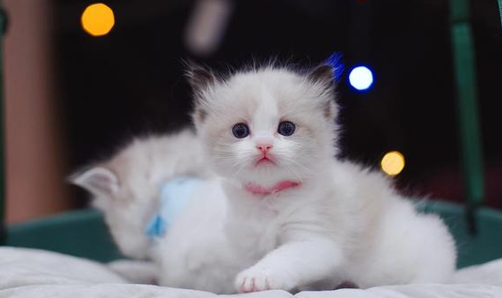 铲屎官请注意!你知道小猫几个月换牙吗? 铲屎官请注意!你知道小猫几个月换牙吗?
